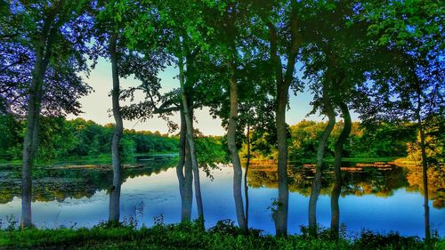 Reflection of trees in lake