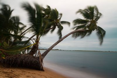 Palm trees by sea against sky