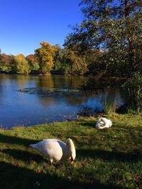 Swans by lake against blue sky