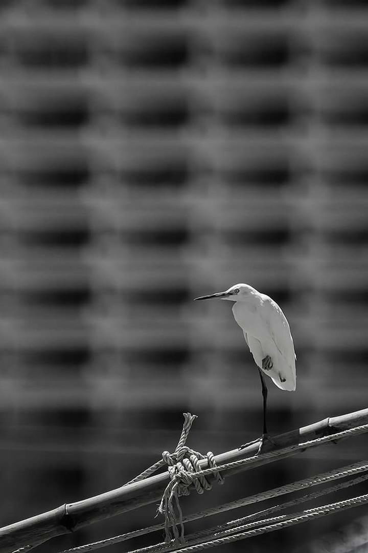 CLOSE-UP OF BIRD PERCHING ON STEM