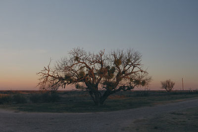 Bare tree on landscape against clear sky