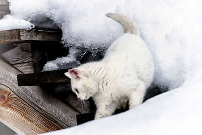 White cat with snow