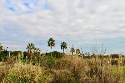 Plants on field against sky