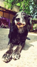 Portrait of dog sitting on tree