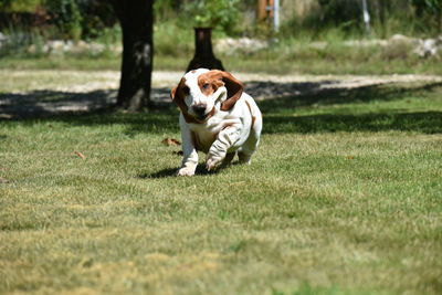 Dog running in grassy field