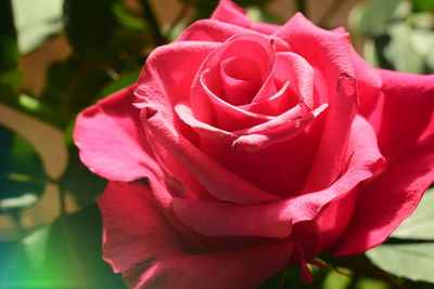 Close-up of red rose