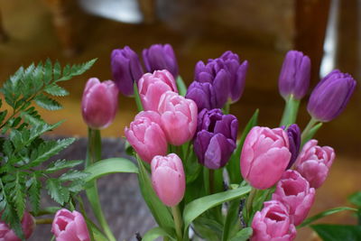 Close-up of pink flowering plant