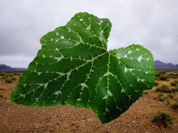 Close-up of green leaves