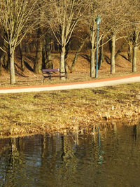 Reflection of trees in water