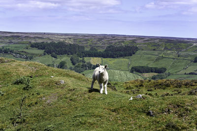 View of a lamb on landscape