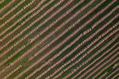 Full frame shot of agricultural field