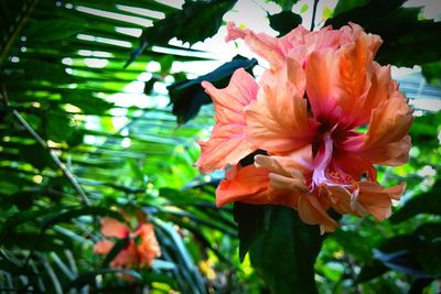 Close-up of pink flower