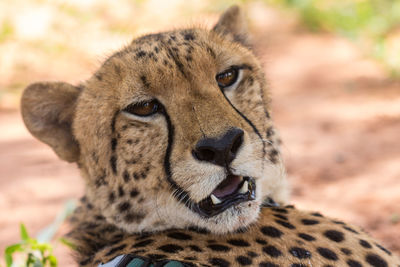 Close-up of a cat looking away