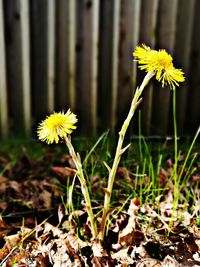 Close-up of yellow flowers blooming on field