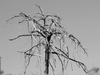 Bare tree against clear sky