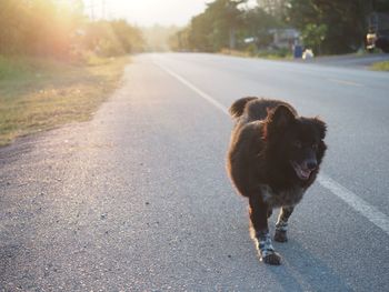 Dog running on road in city