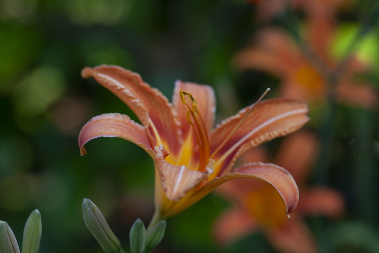 plant, flower, flowering plant, beauty in nature, lily, freshness, close-up, petal, growth, fragility, nature, flower head, leaf, inflorescence, macro photography, daylily, botany, focus on foreground, no people, outdoors, yellow, orange color, pollen, water, springtime, stamen, ornamental garden, drop, day