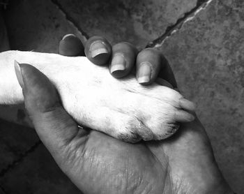 Cropped hand of woman holding paw
