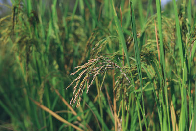 Rice damaged and infected rice at the farm