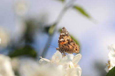 Close-up of butterfly pollinating on flower