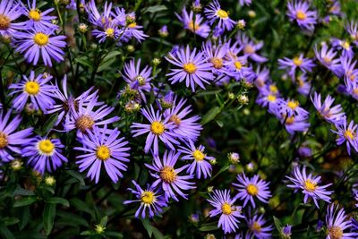 High angle view of purple flowers blooming outdoors