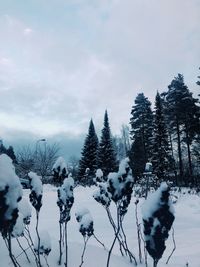 Snow covered plants and trees against sky