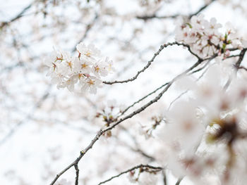 Low angle view of cherry blossom