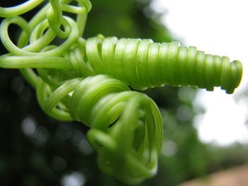 Close-up of green leaves