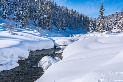 Winter landscape with a mountain stream going through the snow into the depths of a pine forest