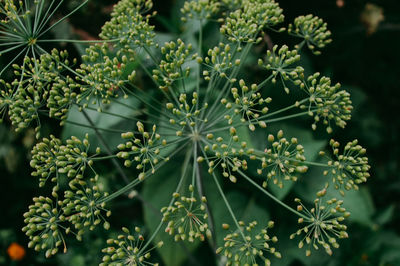 Close-up of succulent plant