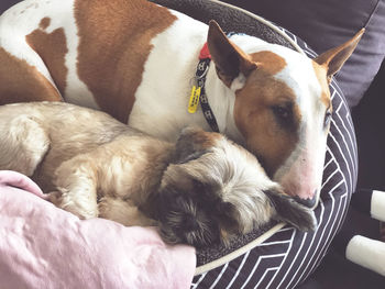 High angle view of dog sleeping