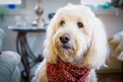 Close-up portrait of a dog