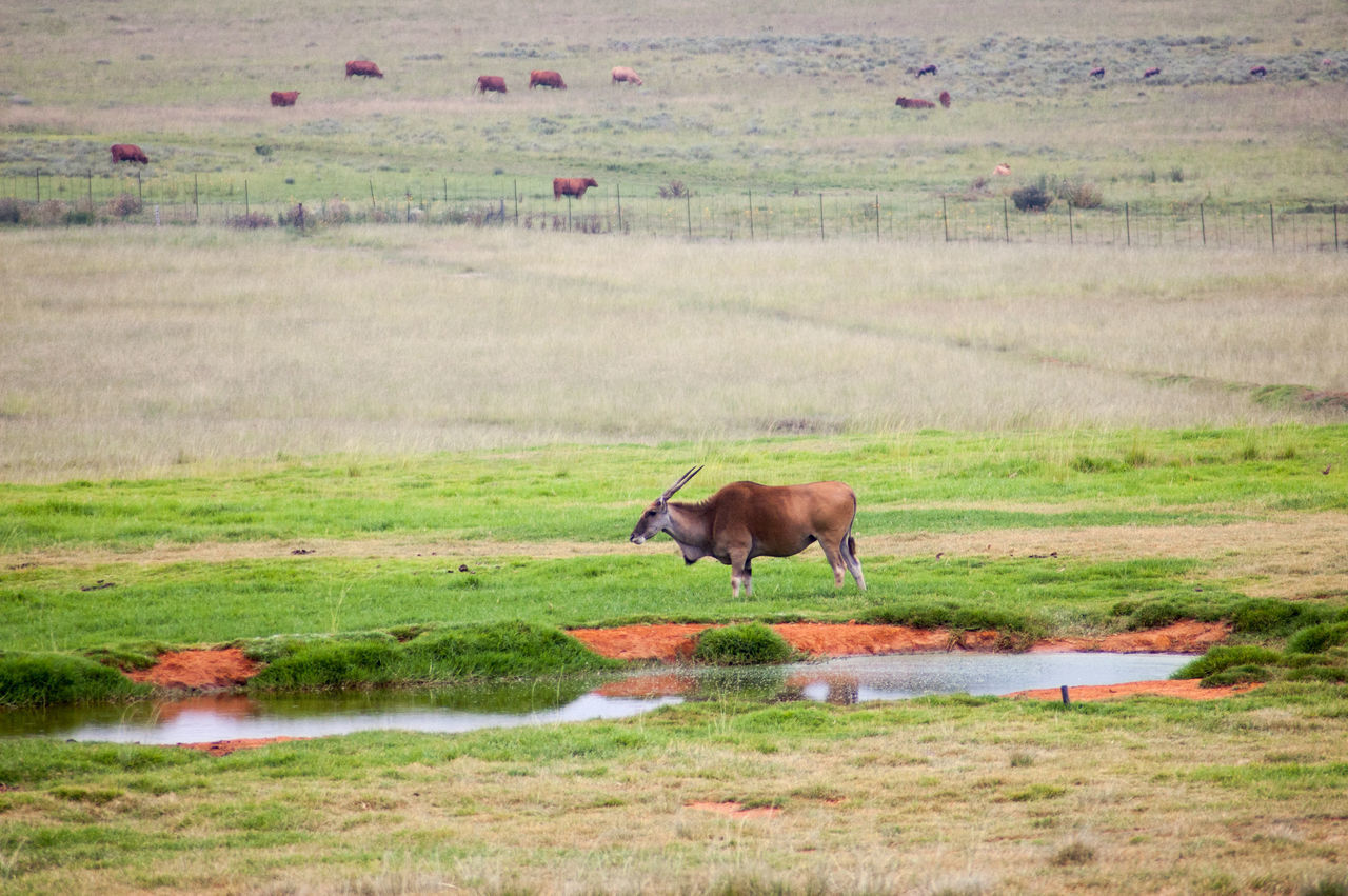 COW STANDING ON FIELD AGAINST SKY