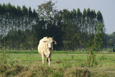 Cow standing in a field