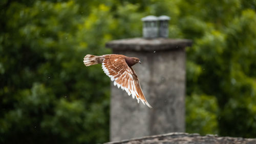 Bird flying against blurred background