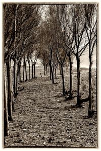 Road passing through trees