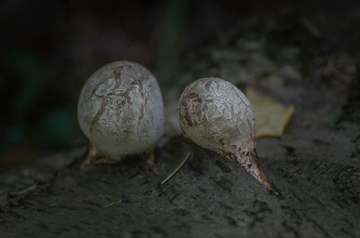 Close-up of snail on field