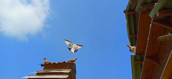 A dove flies over its cage