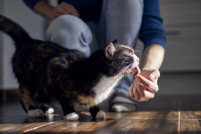 Midsection of woman holding cat