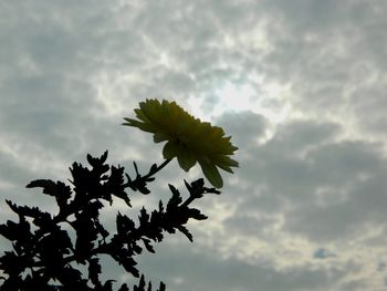 Low angle view of tree against cloudy sky