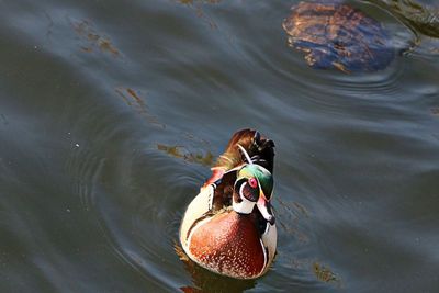 High angle view of duck swimming in lake