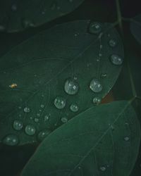 Close-up of water drops on leaf