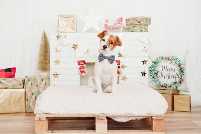 Jack russell dog sitting on cushion over christmas decoration at home or studio. dog wearing bow tie