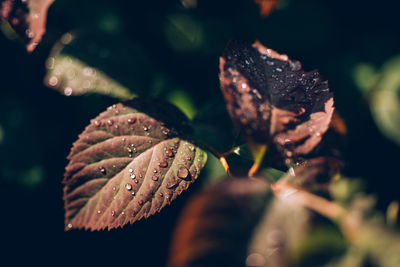 Close-up of raindrops on leaf