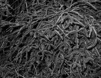Bare trees on field