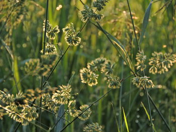 Close-up of flowering plants on field