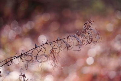 Close-up of dried plant