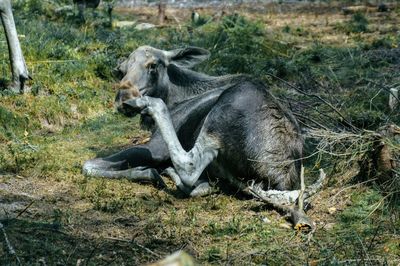 View of an animal in field