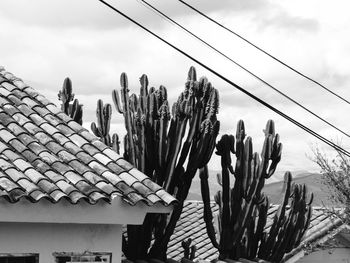 Cactus growing on field against sky