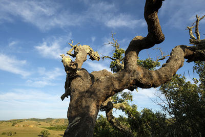 Low angle view of animal sculpture on tree against sky